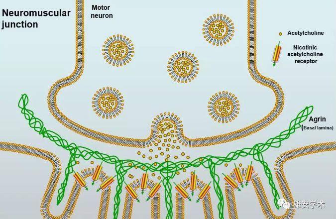 神级PPT插件、国自然、论文精美插图、几千种素材图均可编辑