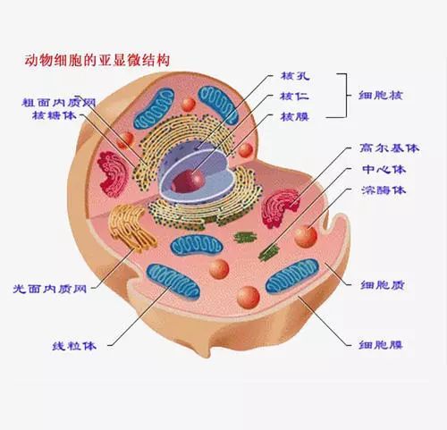 梁宝川：anki插件使用指南（5.0）