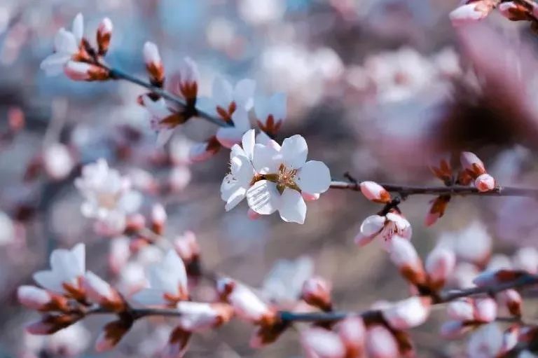 爆照！各大高校“校花”练习生来袭，看谁C位出道！