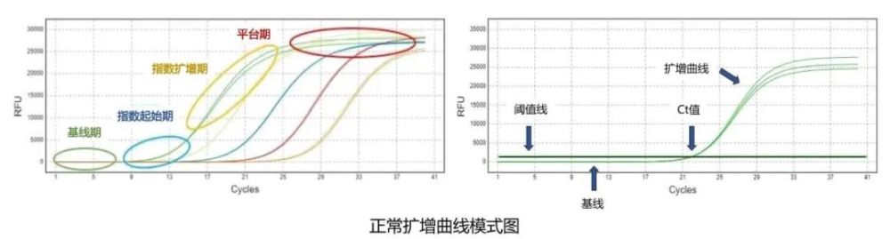 小曲线大学问-新冠核酸异常扩增曲线知多少？