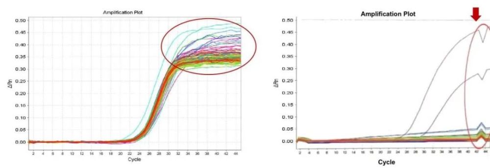 小曲线大学问-新冠核酸异常扩增曲线知多少？