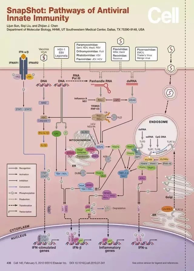 近期频发高分文章！这个Hippo信号通路你必须得了解一下了