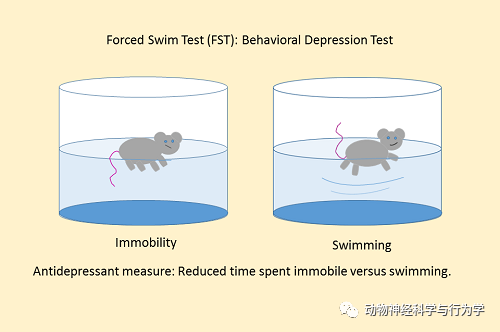 脑声常谈：小鼠强迫游泳实验测试“大揭秘”，不懂的同学快来看！