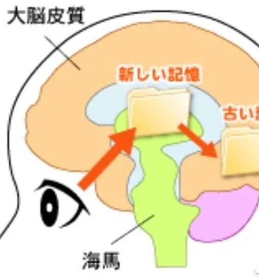 小e妈亲授视频直播小班课儿童日语暑假集训课程