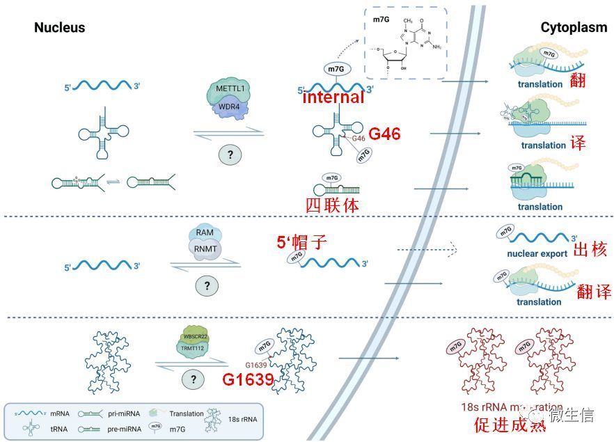 利用m7Ghub数据库查询并使用iRNA-m7G软件预测RNA m7G修饰位点