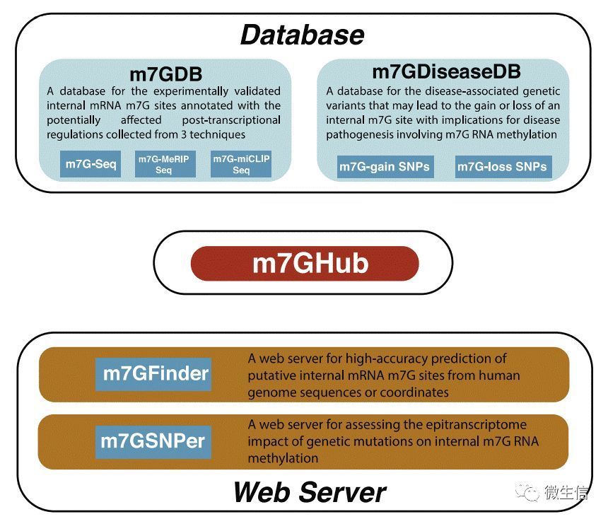 利用m7Ghub数据库查询并使用iRNA-m7G软件预测RNA m7G修饰位点