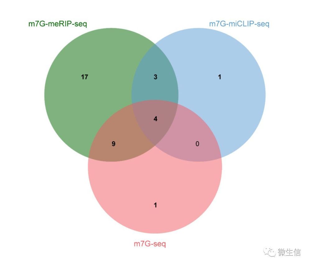 利用m7Ghub数据库查询并使用iRNA-m7G软件预测RNA m7G修饰位点