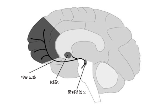 多巴胺如何驱使我们克服复杂情况、逆境、情绪， 让我们掌控周遭的环境的