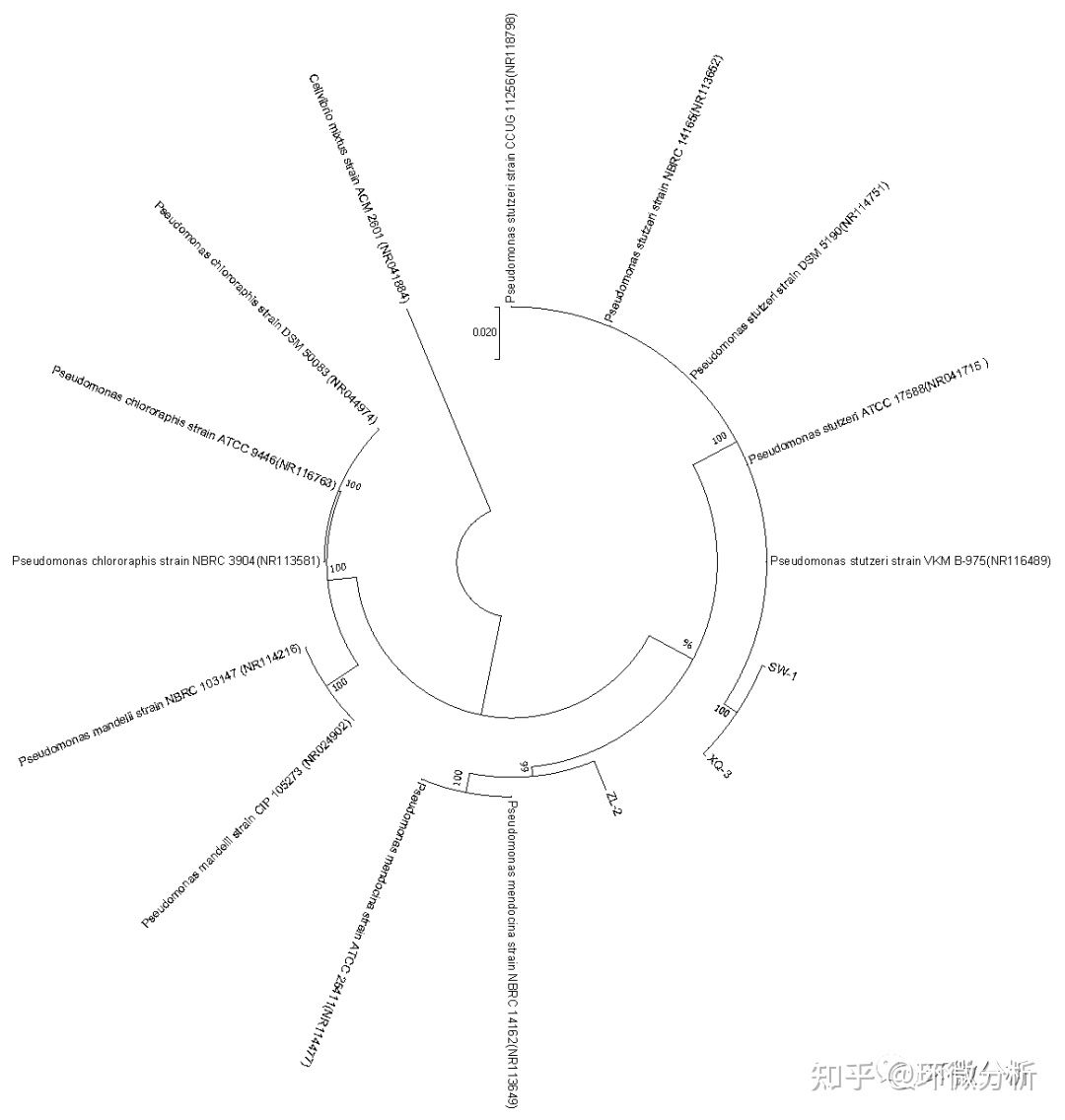 如何使用MEGA软件构建系统发育树_速成实用经验