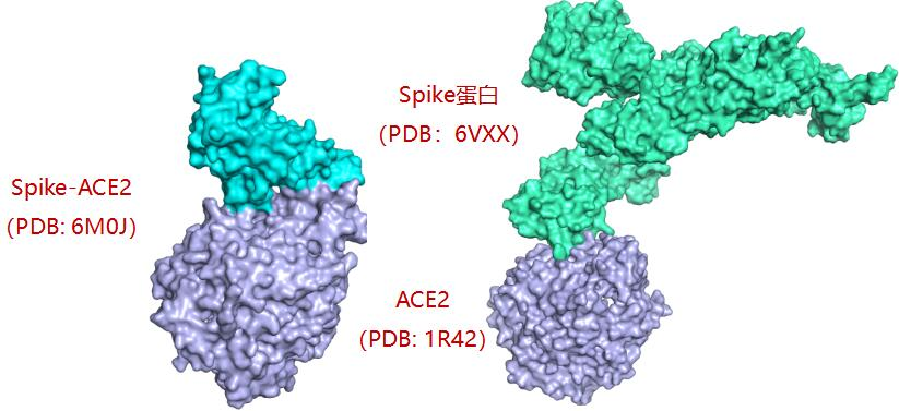 CADD生物药物分子相互作用、虚拟筛选