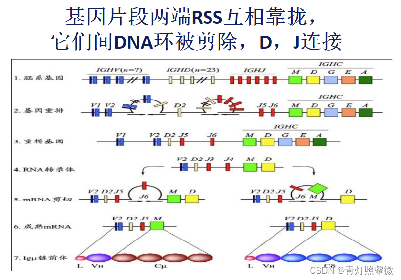 【bioinfo】了解IGH基因和IGH基因重排