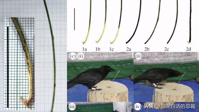 为什么我们找不到外星人？乌鸦或许可以解释这个问题