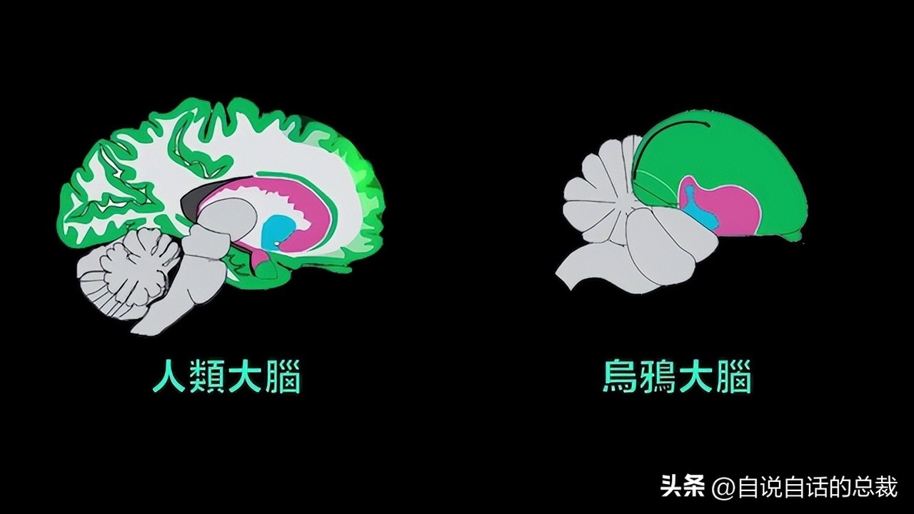 为什么我们找不到外星人？乌鸦或许可以解释这个问题